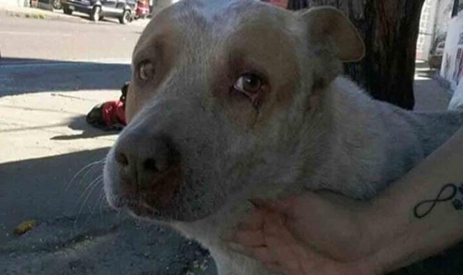 El Hachiko de Sonora, perro viejito se viraliza por su lealtad