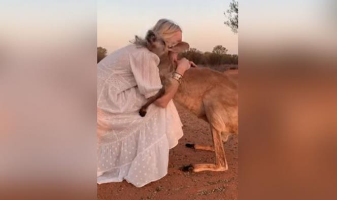 El tierno abrazo de un canguro a voluntarios que lo rescataron