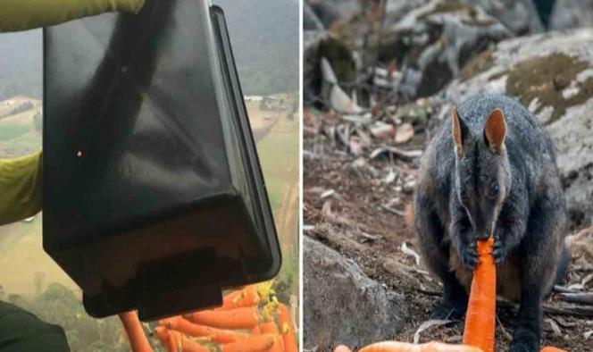 Activistas lanzan zanahorias para alimentar animales en Australia