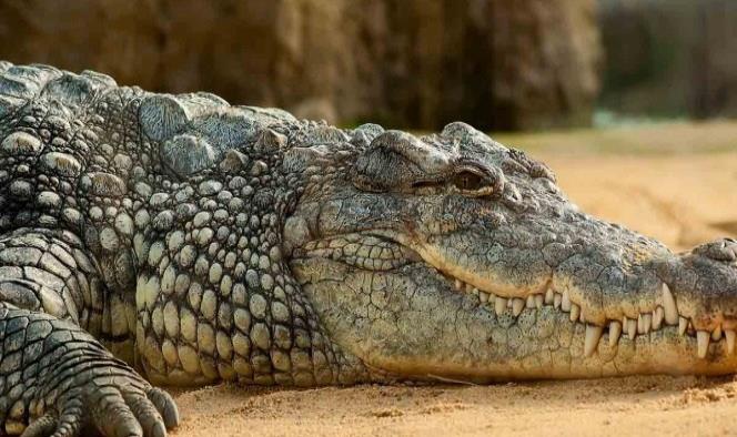 Australiano sobrevivió varias semanas en bosque lleno de cocodrilos
