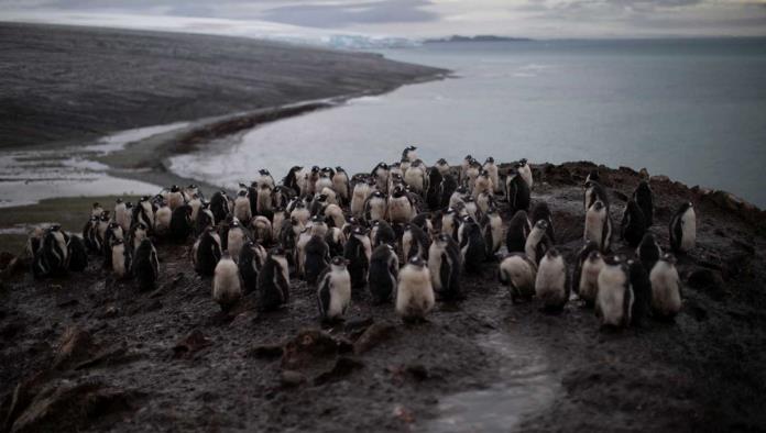 Reportan disminución dramática de pingüinos en la Antártida