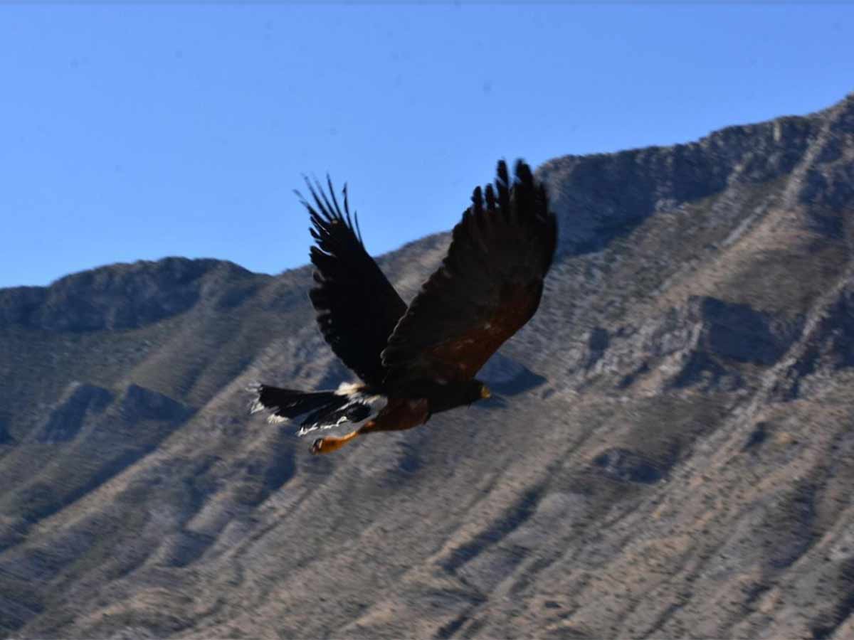 Así liberan a águilas y aves de presa en Coahuila