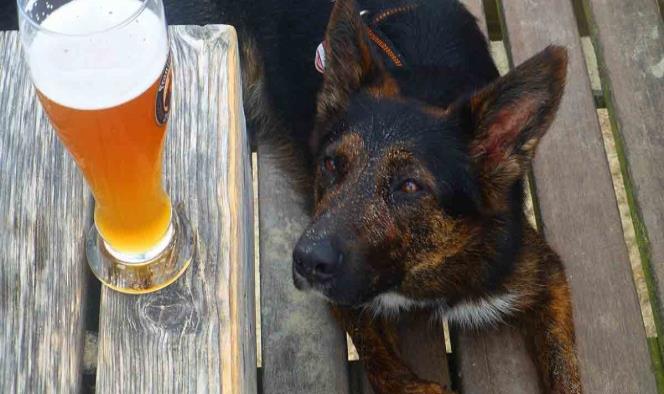 Empresa regala 3 meses de cerveza a quien adopte un perrito