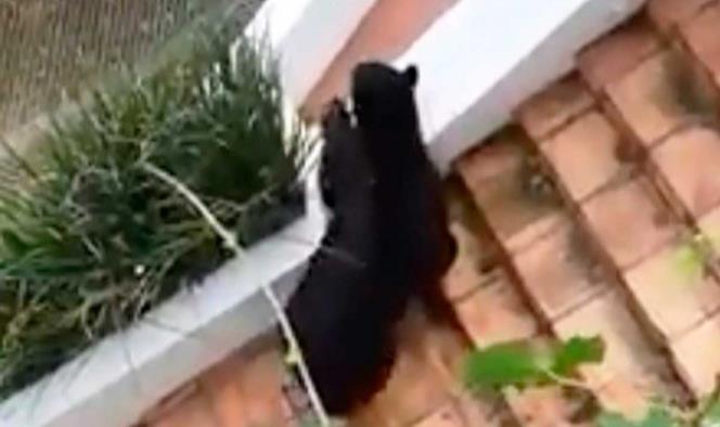 En plena cuarentena oso entra a casa de NL y busca comida