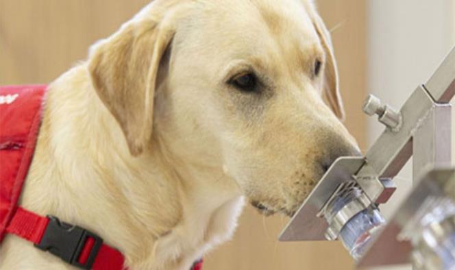 Prueban si perros pueden olfatear a portadores asintomáticos