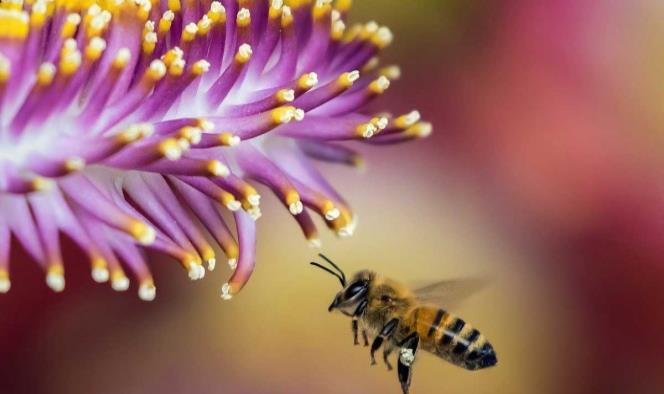 ONU pide a la población mundial un Compromiso con las abejas