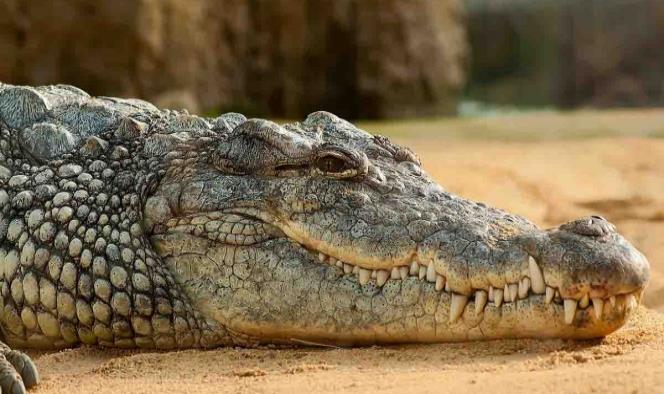 Ancestros de cocodrilos habrían caminado en dos patas, según estudio