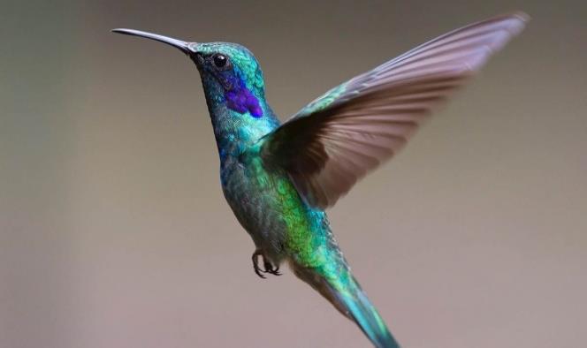 Los colibríes ven colores que los humanos no pueden, revela estudio
