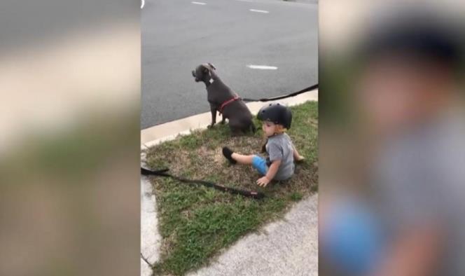 Niño de 2 años se sienta cuando escucha a sus padres ordenárselo a los perros
