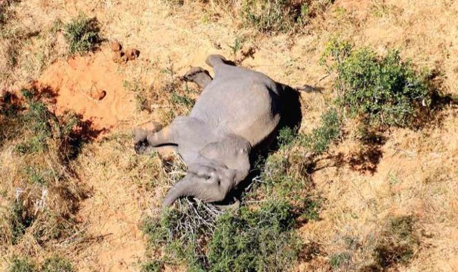 Indagan misteriosa muerte de al menos 275 elefantes