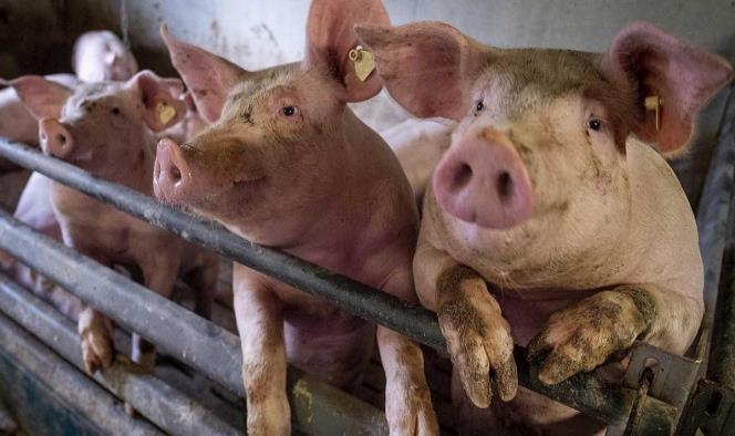 Minimiza China riesgo de pandemia por virus G4 de gripe porcina