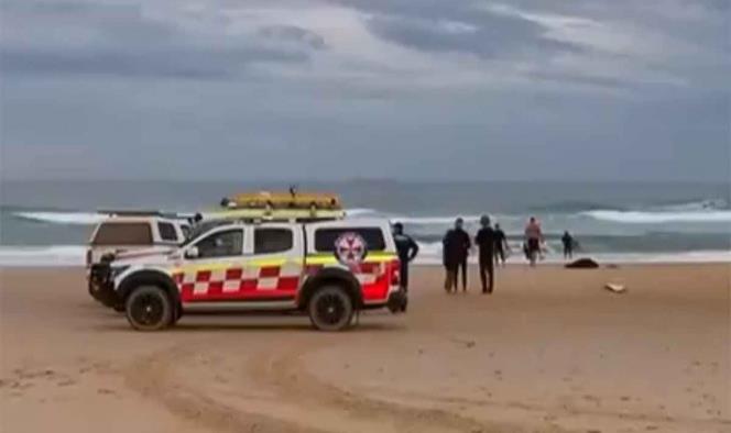 Tiburón mata a adolescente en playa de Australia