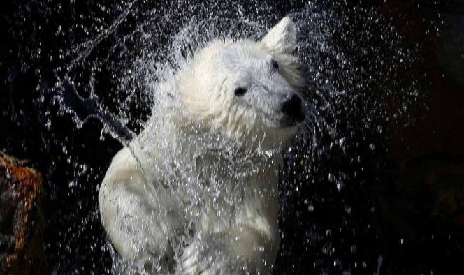 Alertan de extinción inminente de osos polares