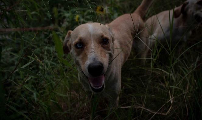 Drogadicto apuñala y mata a perro callejero