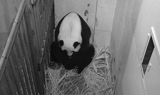 Transmiten en vivo el nacimiento de un cachorro panda en EU