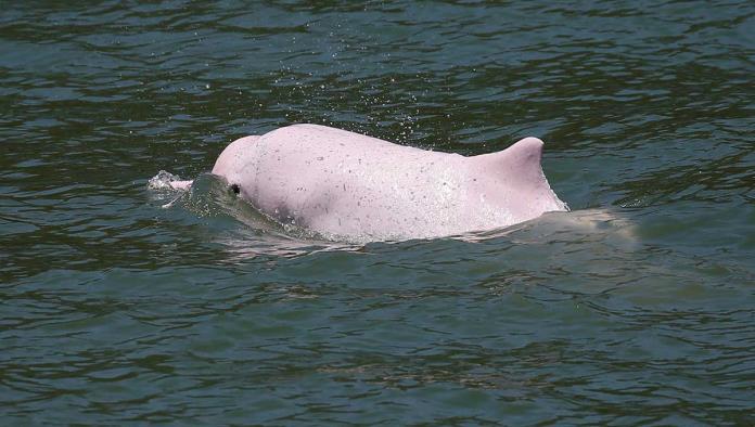 Delfines casi extintos vuelven gracias a pausa por pandemia