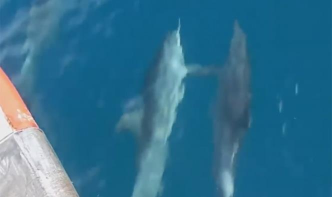 Captan a delfines tomados de las aletas mientras nadan
