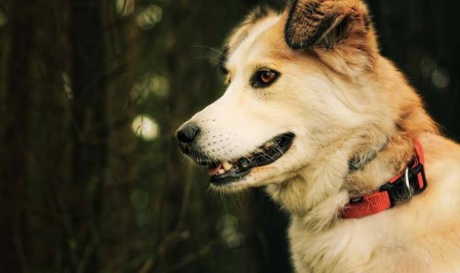 Perros entrenados pueden detectar casos de covid con alta precisión