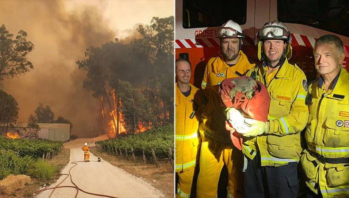 Bomberos australianos se ganan el aplauso de las redes con sus rescates de koalas de los incendios fortestales