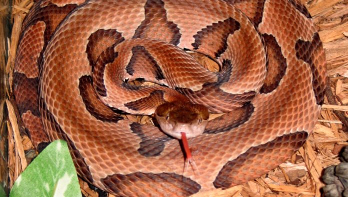 El cazador más desafortunado de EE.UU. salta una zanja y es mordido en la cabeza por una serpiente venenosa
