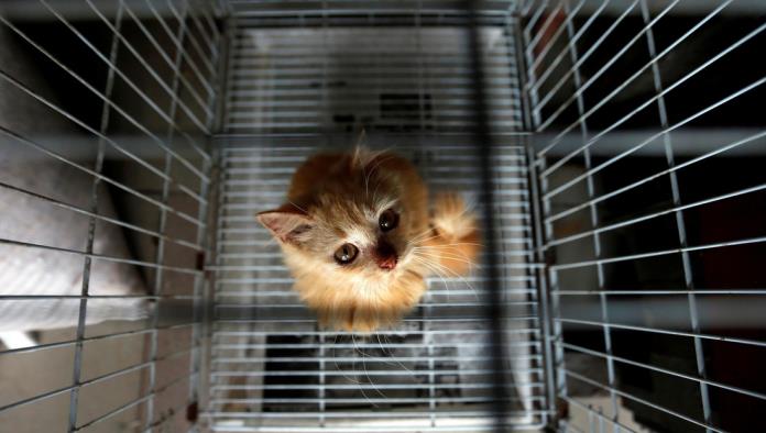 Un gato traficante de drogas escapa de una prisión de máxima seguridad