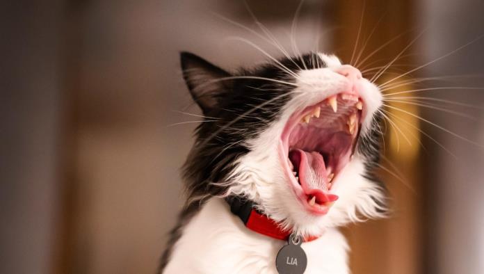 Un gato valiente hace frente a un caimán que toca la puerta de su casa