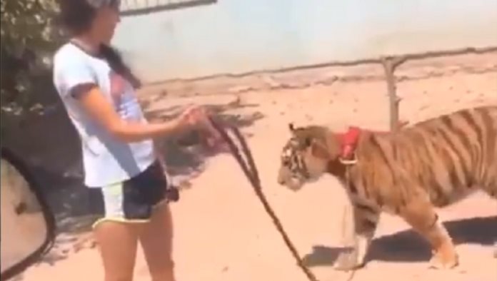 A ver, pinche perro ese: una muchacha pasea un tigre por la calle en México