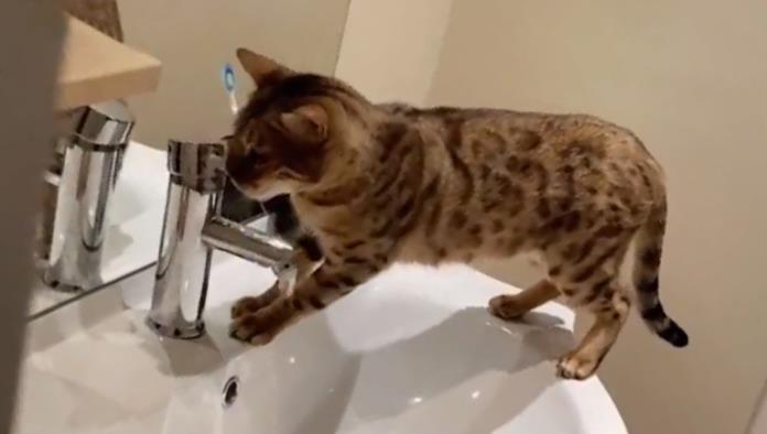 VIDEO: Una gata inunda la casa de su dueña y no se arrepiente de nada