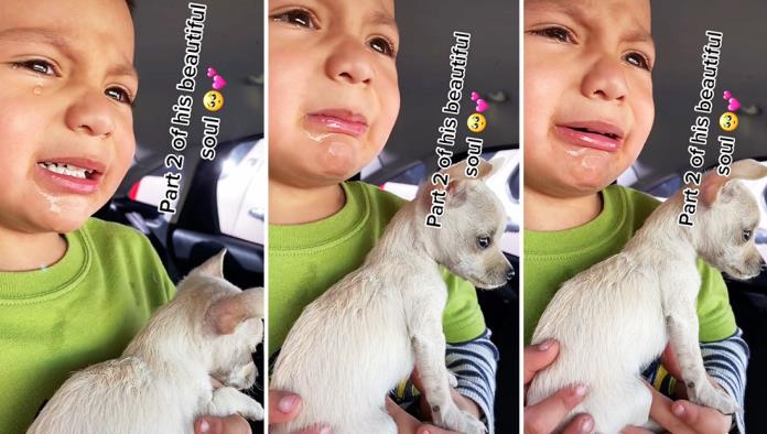 La emotiva reacción de un niño durante la vacunación su pequeño chihuahua enternece la Red