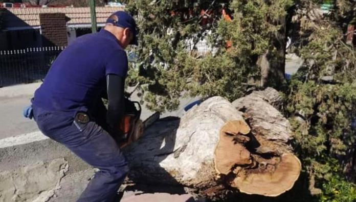 Caos en Piedras Negras por fuertes vientos