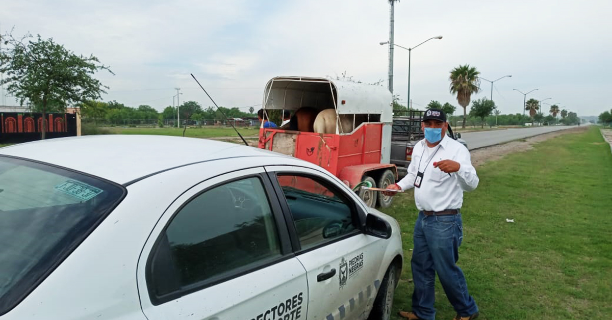 Aseguran par de caballos