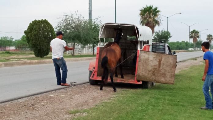 Aseguran par de caballos