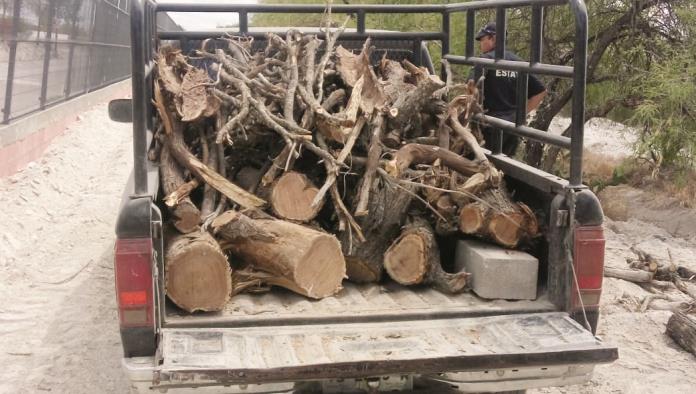 Investigan ilegal  tala de árboles