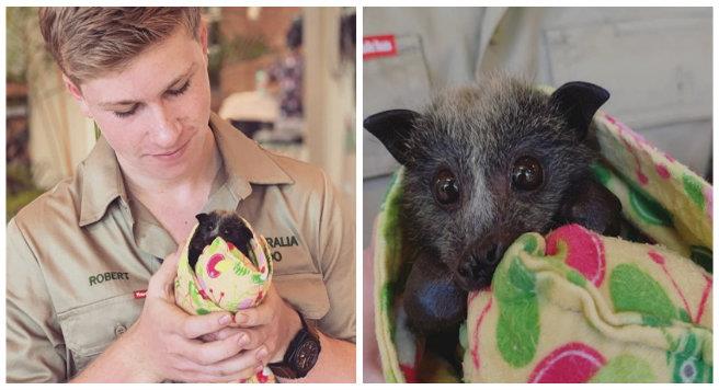 ¡Héroes! Familia de Steve Irwin salva a miles de animales durante incendios en Australia