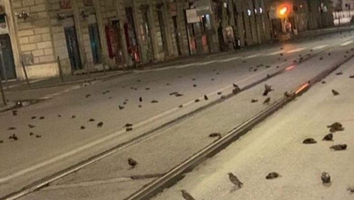 Cientos de aves mueren tras fuegos artificiales de Año Nuevo en Roma