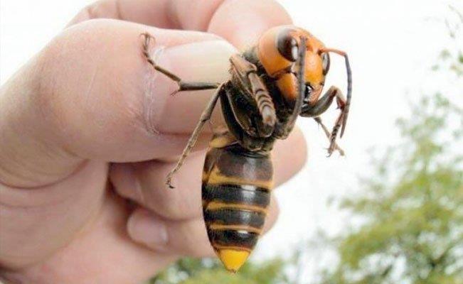Avispas gigantes asiáticas decapitan abejas e invaden EU