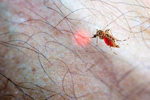 Previenen brote  de dengue y zika
