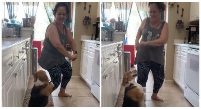Bailey, el perrito que ama bailar reguetón y se volvió viral (VIDEO)