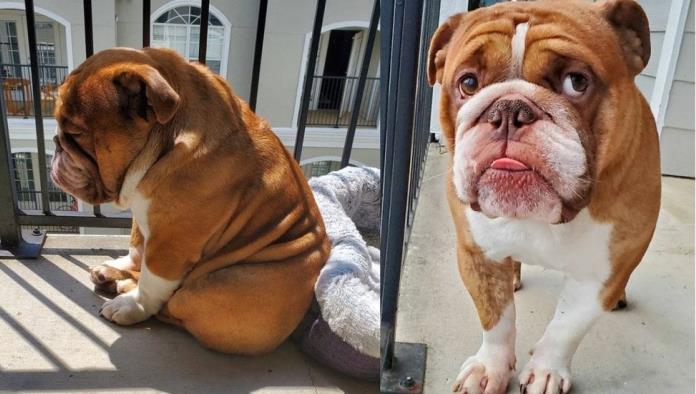 ‘Big Poppa’, el perrito aburrido más adorable que verás esta cuarentena