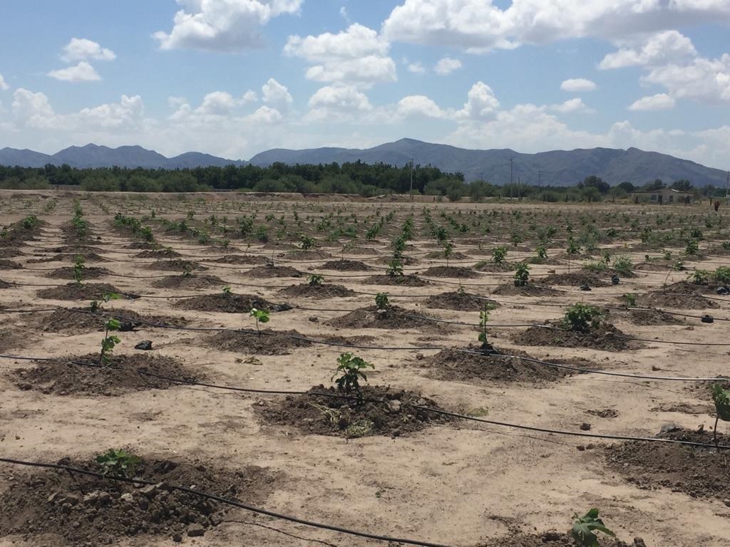 Subsidiarán 50% plantas de higos