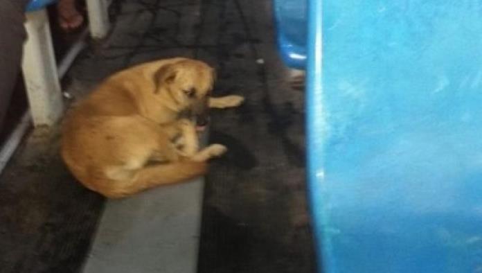 Da asilo a perrito para que se resguarde de las fuertes lluvias