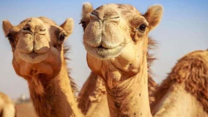 Australia matará a 10 mil camellos por sequía