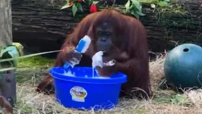 Orangután lava sus manos para evitar COVID-19