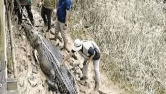 Encuentran restos de niño desaparecido dentro de cocodrilo de casi 5 metros