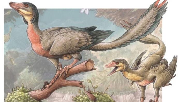 ¡Como aves! Descubren nueva especie de dinosaurio raptor con plumas y garras