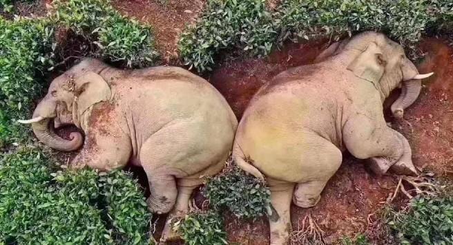 14 Elefantes buscaban comida y terminaron borrachos en un campo de té