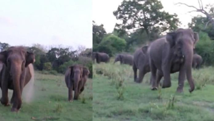¡De terror! VIDEO capta momento en que elefantes salvajes atacan a turistas en Sri Lanka