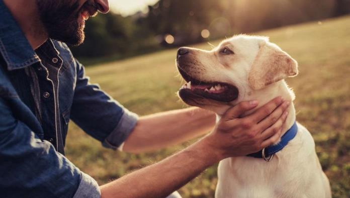 Hombre ofrece 10 mil dólares a quien regrese a su perrita