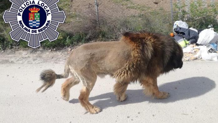 Perro disfrazado de león desata pánico entre vecinos