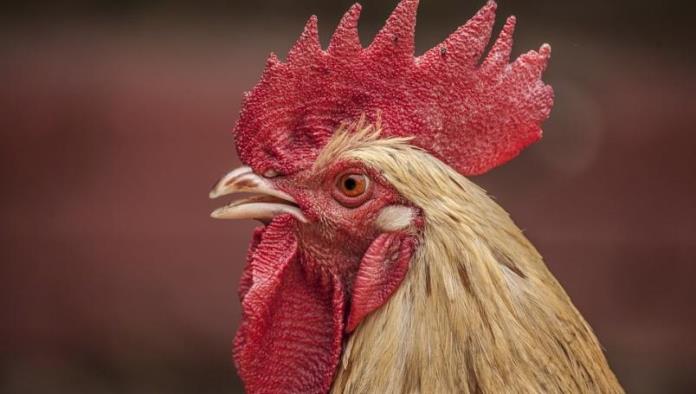 Exigen justicia para el gallo Marcel; lo asesinaron por cantar muy temprano